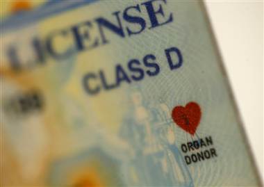 Close up of the red organ donor heart on a license.