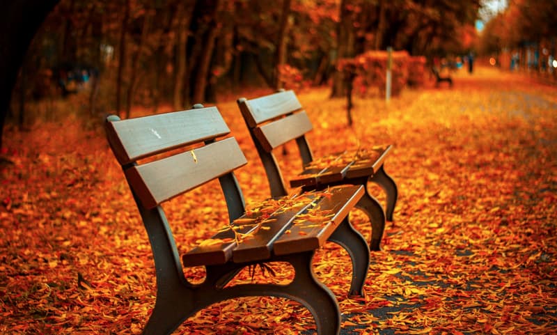 Two benches on concrete covered in bright orange fall leaves.