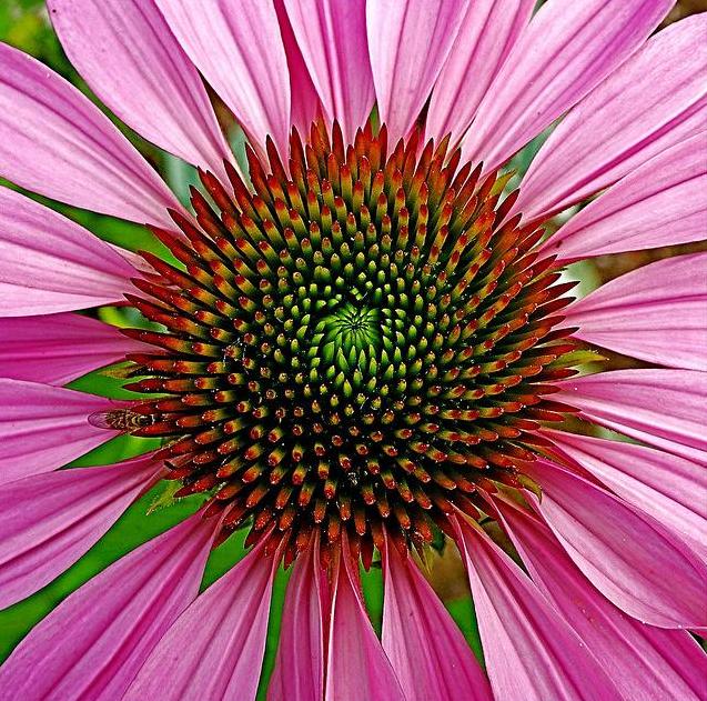 Pink Daisy Fibonacci