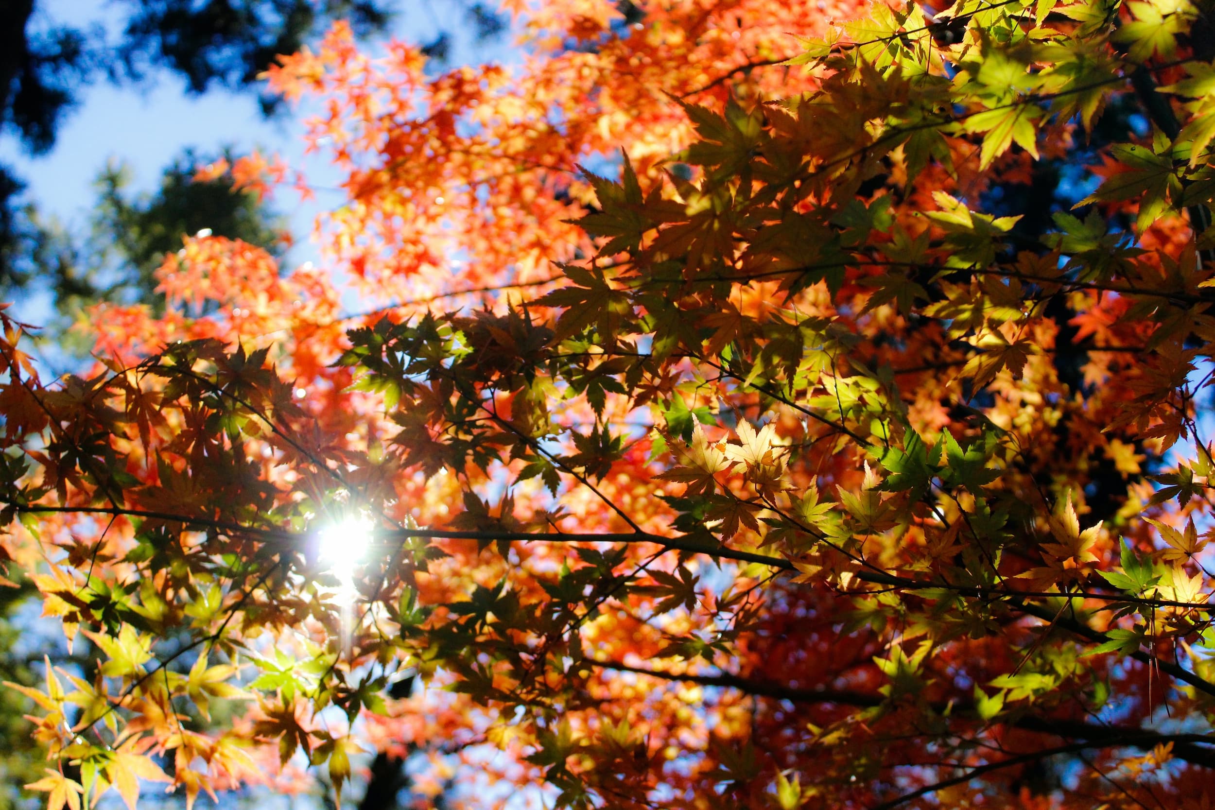 Fall leaves with sunlight