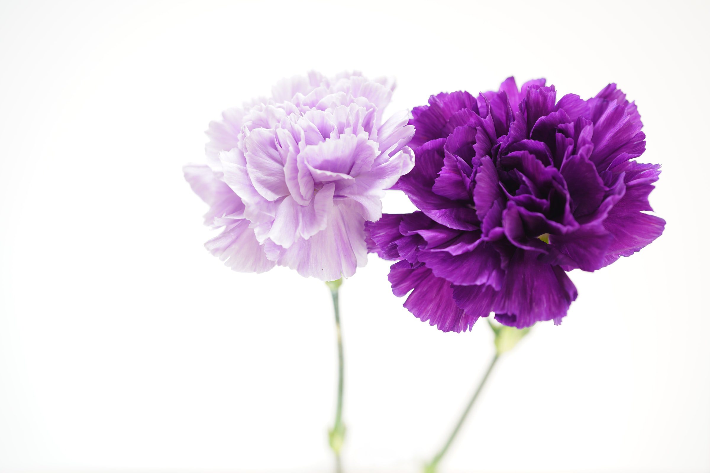 A couple of purple carnation flowers