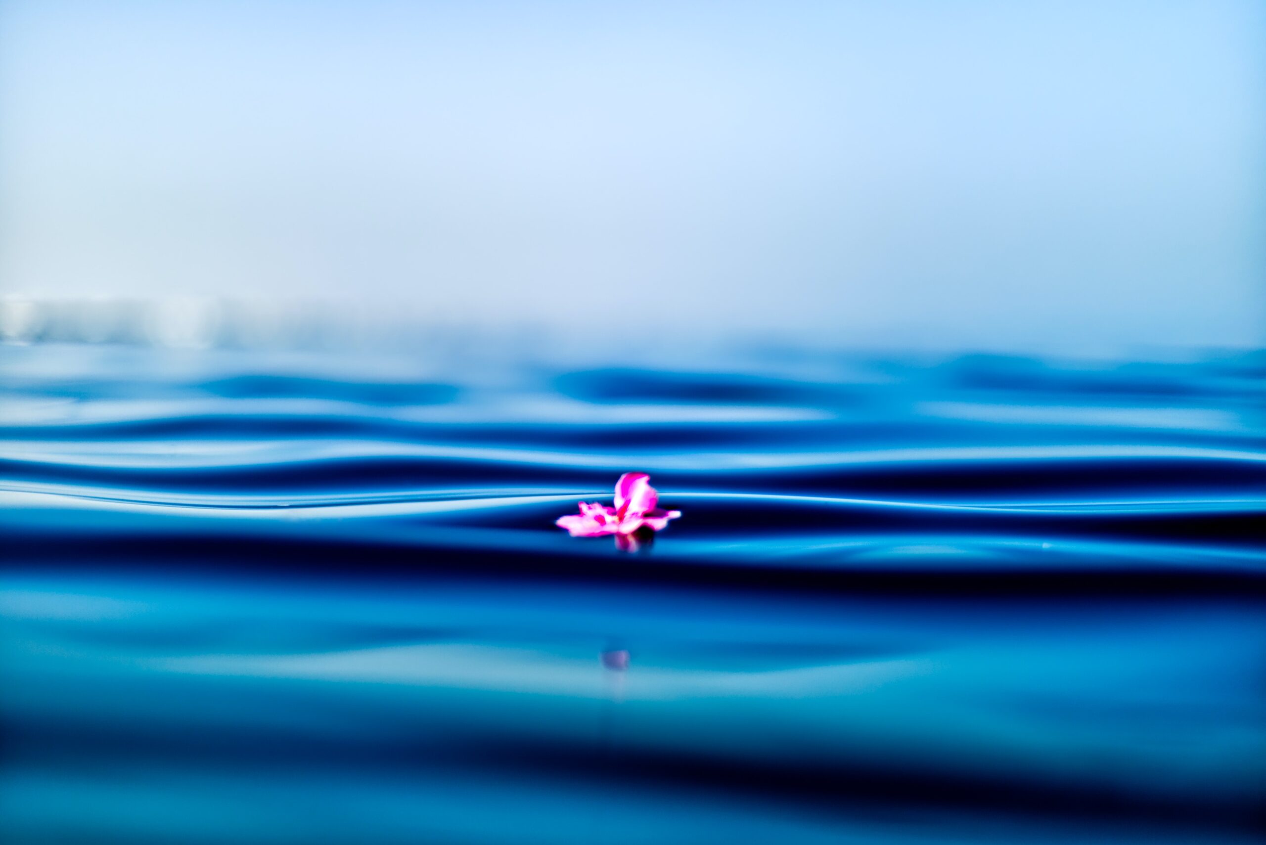 Photo of a pink flower floating on water