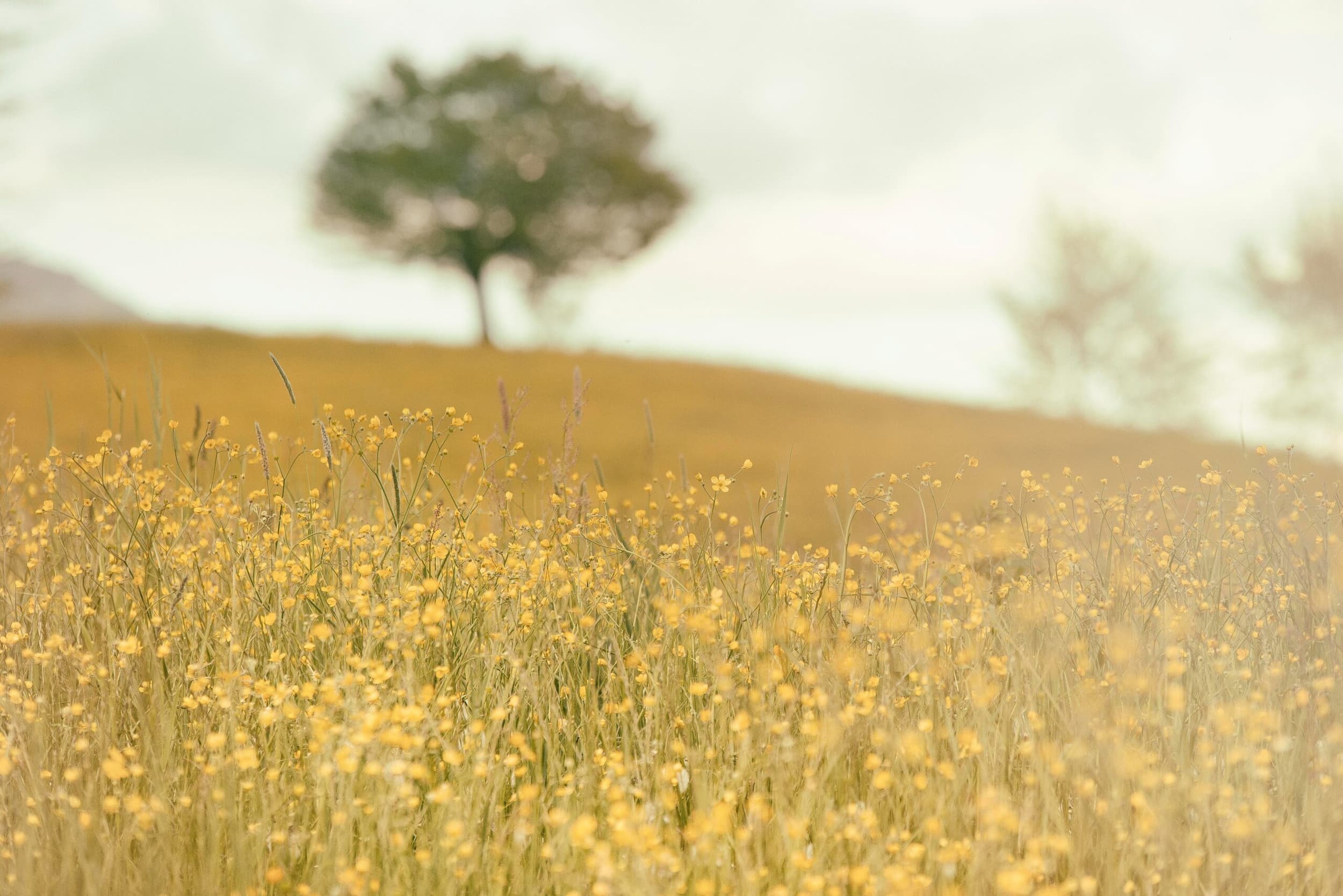 Photo of field of yellow wild flower