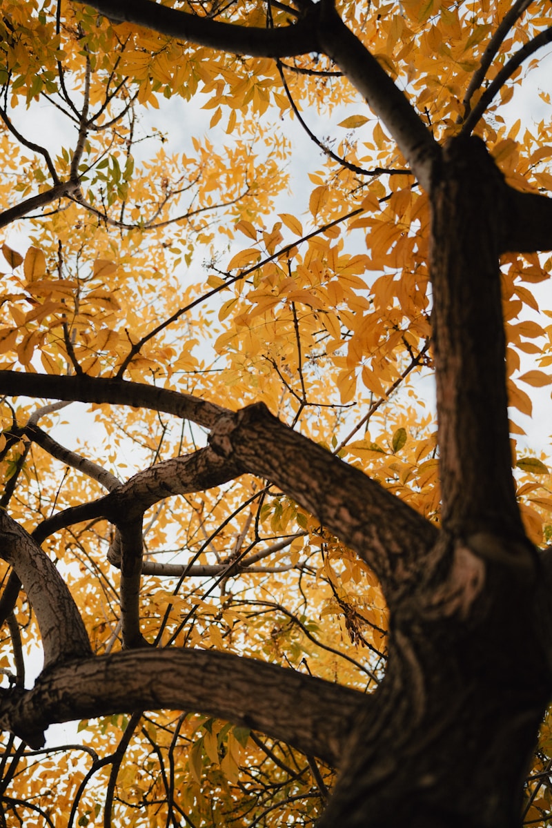 The branches of a tree with yellow leaves