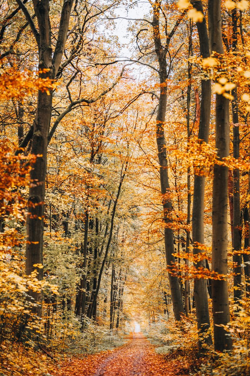 A dirt road in the middle of a forest