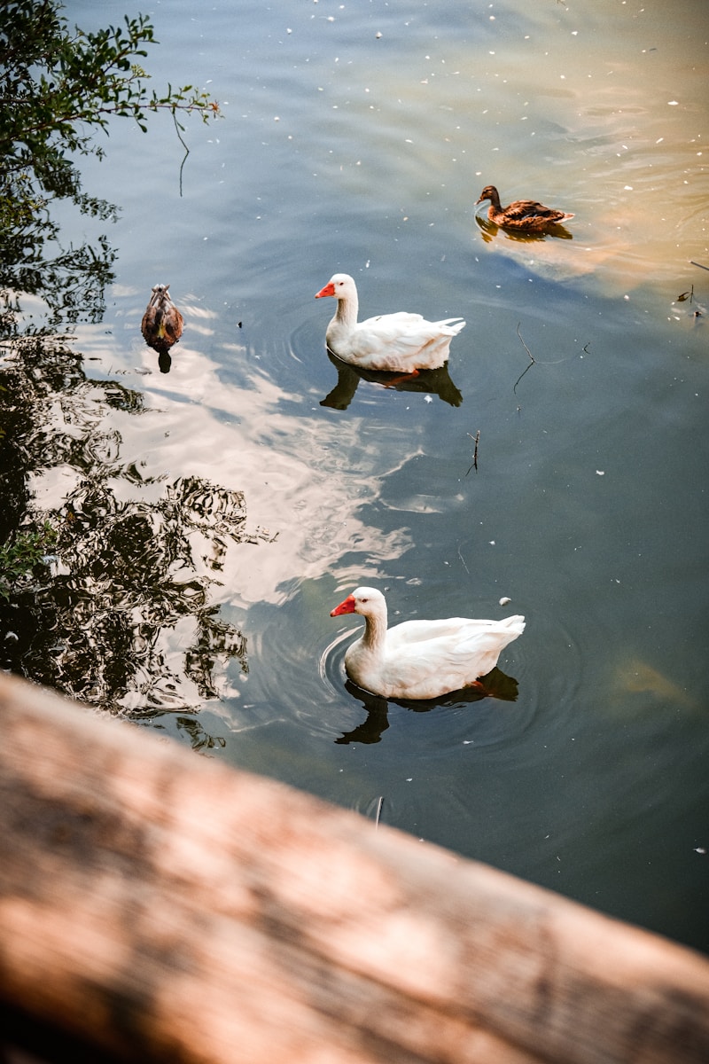 a group of ducks swimming in a pond