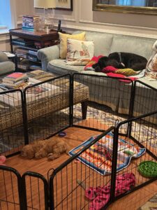 Taffy (tiny brown terrier puppy) lying on a rug inside a playpen. Barnaby (older black cockapoo) is sleeping on the couch in the background.