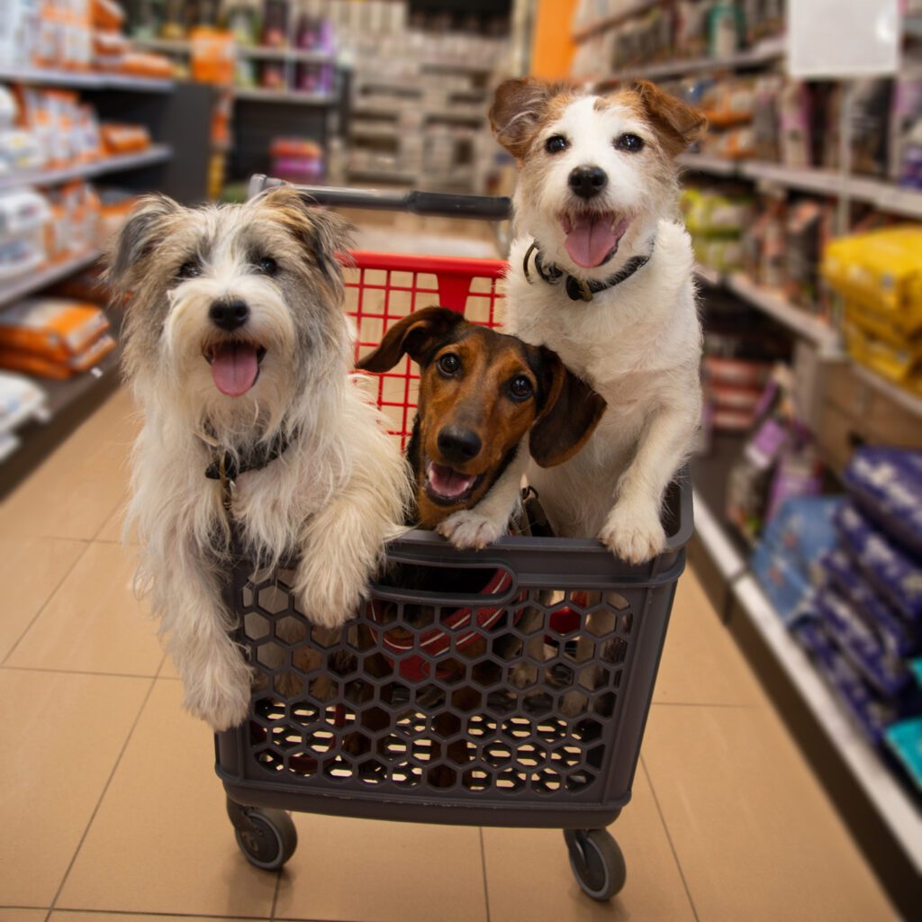 Three Dogs in a Shopping Cart