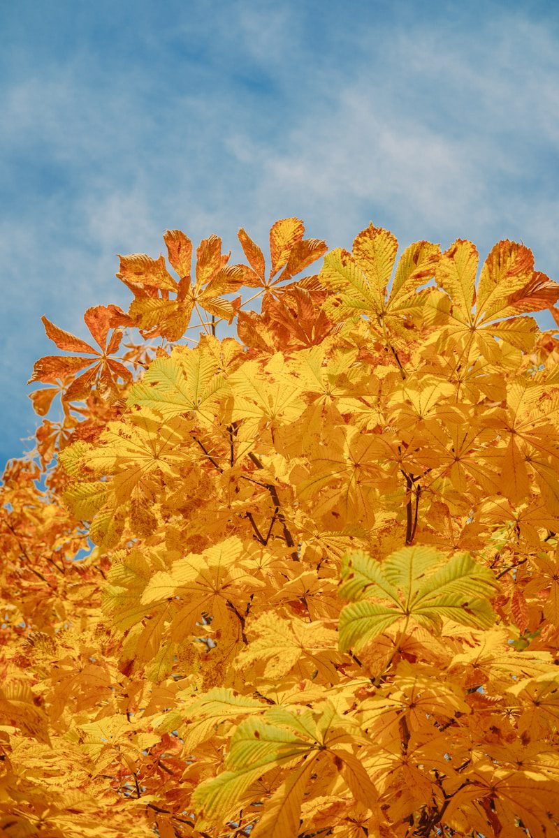 Bright yellow autumn leaves against a blue sky