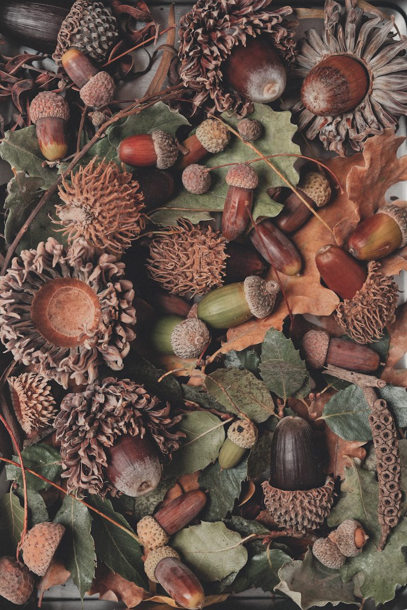 A collection of acorns, leaves, and seed pods.