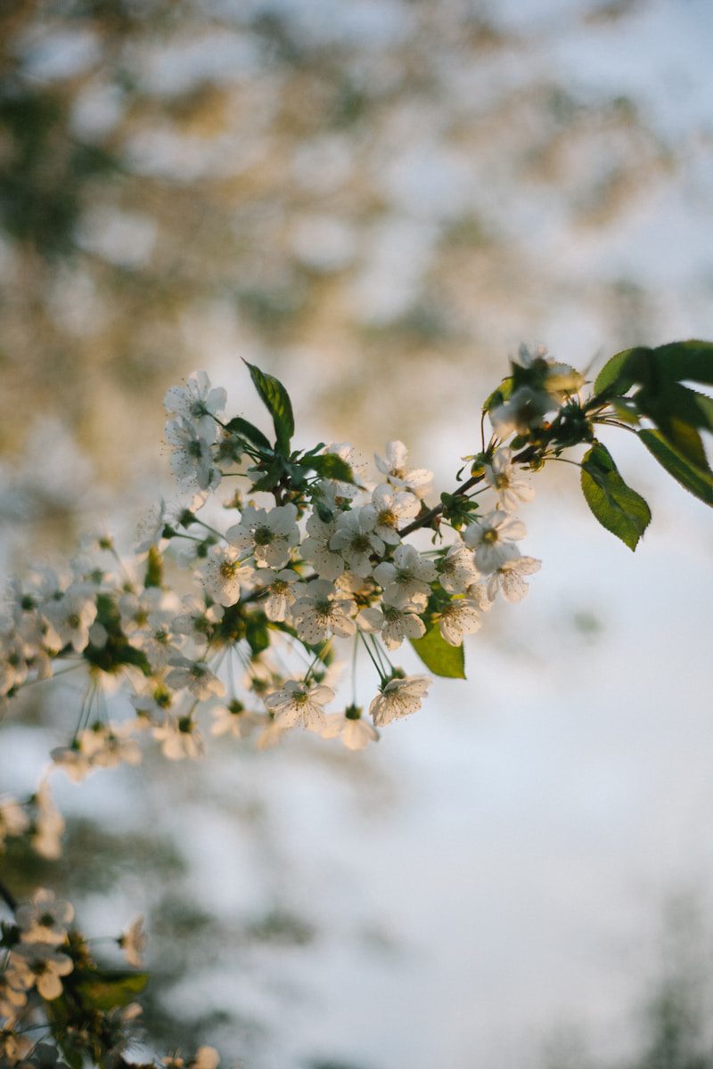 White cherry blossoms on a tree branch