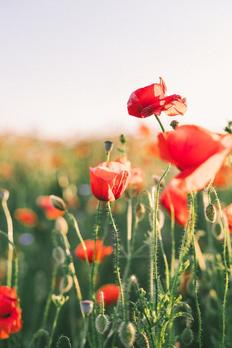 Field of red poppies at sunset
