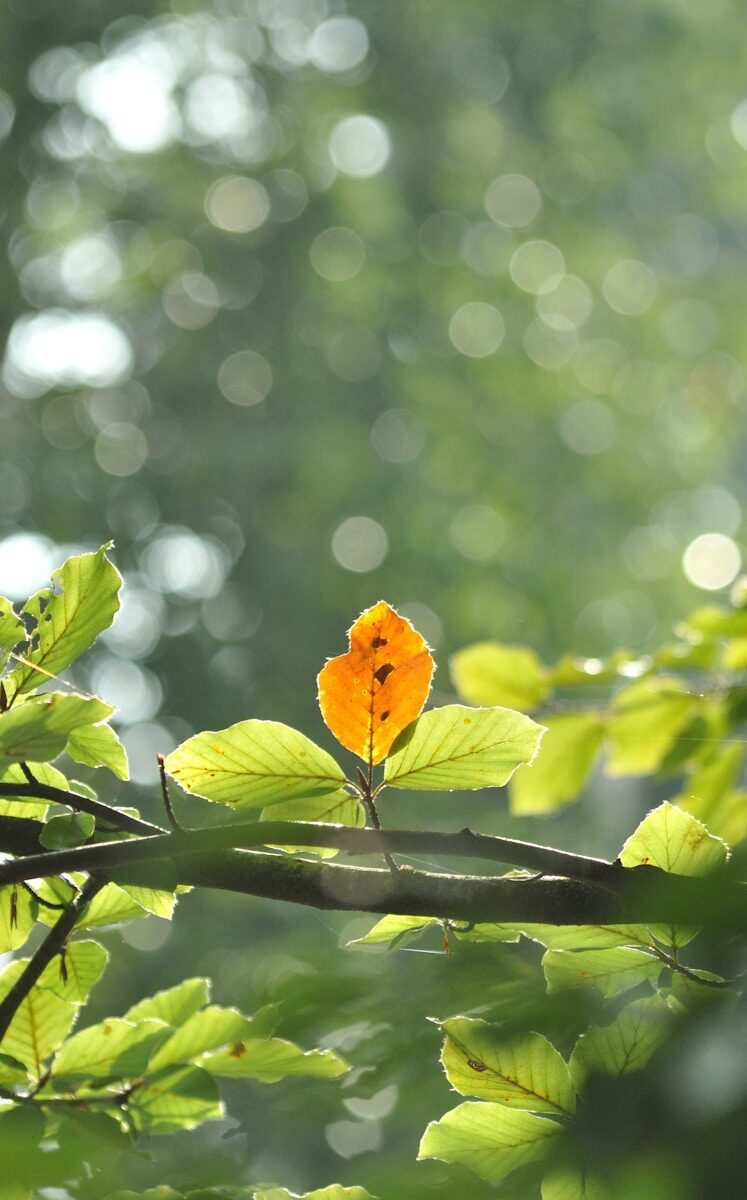 a yellow flower on a branch
