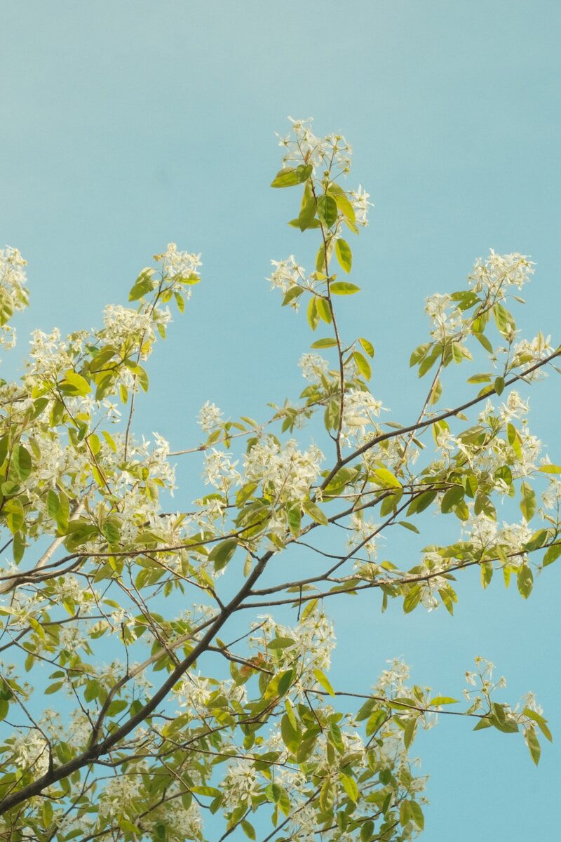White blossoms on tree branches against a clear light blue sky