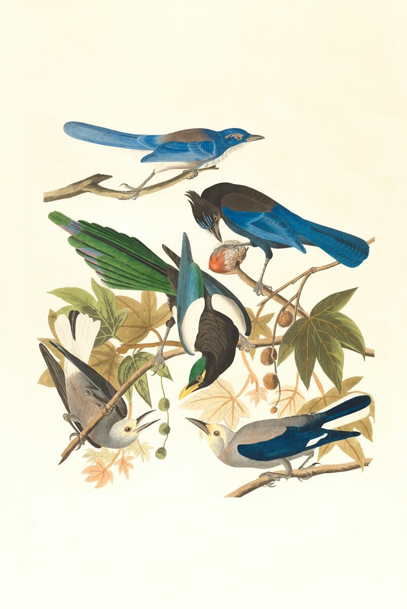 Four colorful birds perched on branches with green leaves and small round fruits