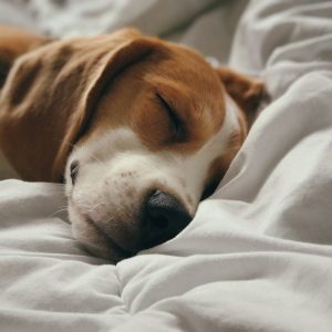 brown and white short coated dog lying on white textile
